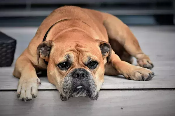 Die Bulldogge