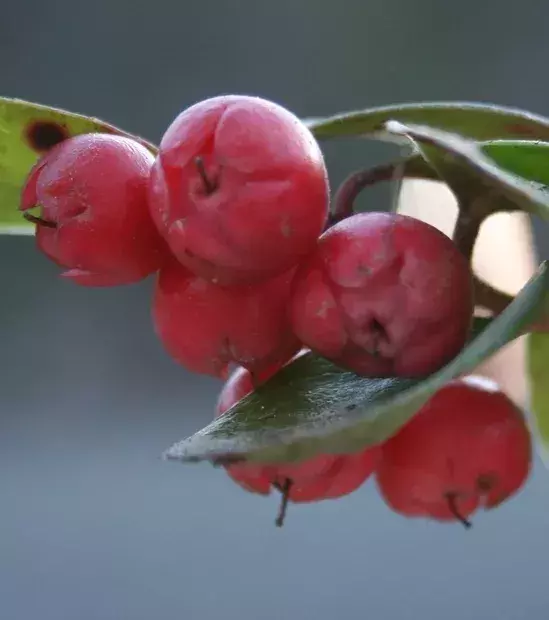 Die Frucht der Niederen Scheinbeere schmeckt trotz ihrer rötlichen Farbe leicht nach Menthol