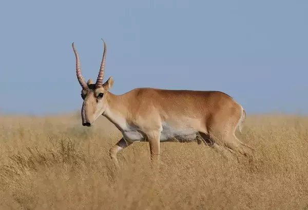 Die Saiga, eine Antilopenart, die in Eurasien lebt: