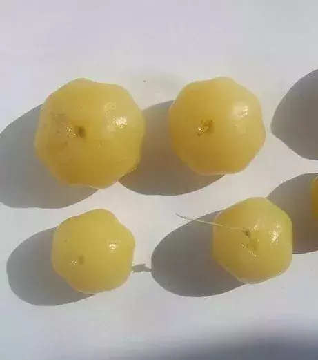 Die Stachelbeere oder Grosella ist die Frucht eines Baumes aus Madagaskar, dem Stachelbeerbaum