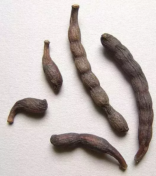 Diese getrocknete Frucht beinhaltet Selim-Kerne, die in mehreren afrikanischen Ländern als Gewürz verwendet werden