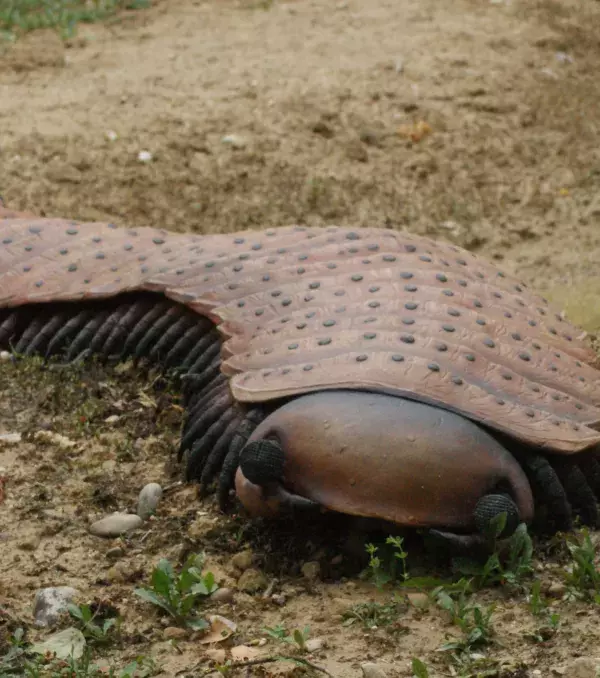 Arthropleura: Der größte Gliederfüßer aller Zeiten. Der weit entfernte Verwandte des Tausendfüßlers war knapp zwei Meter lang und lebte vor 260 Millionen Jahren.