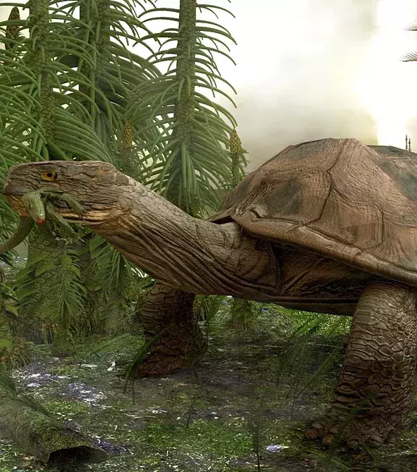 Carbonemys: Eine riesige Süßwasserschildkröte, die vor 60 Millionen Jahren lebte. Sie war 2,5 Meter groß und konnte mit ihrem Gebiss sogar Krokodile fressen.