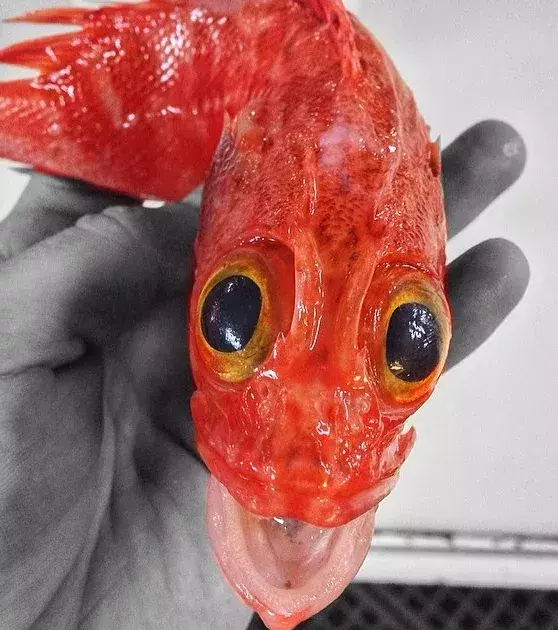 In den Tiefen dominieren vor allem schwarze und rote Fische