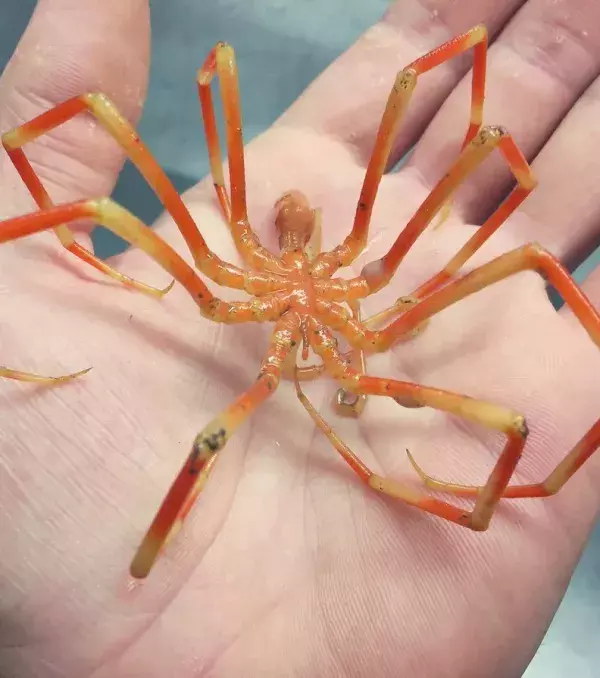 In den Tiefen verstecken sich auch Gliederfüßler wie diese „Meeresspinne“