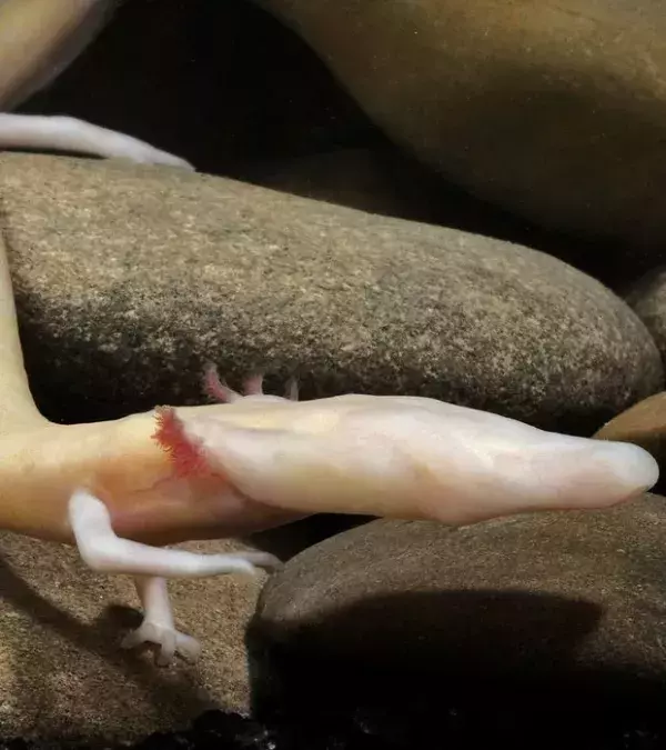 Der Grottenolm: Diese Amphibie lebt nur in den Grotten eines Bermassivs auf dem Balkan. Selten und empfindlich gegenüber Veränderungen seiner Umwelt, wird er als schutzbedürftig angesehen.
