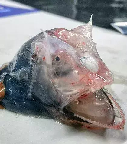 Die Haut dieses Fischs ist durchsichtig
