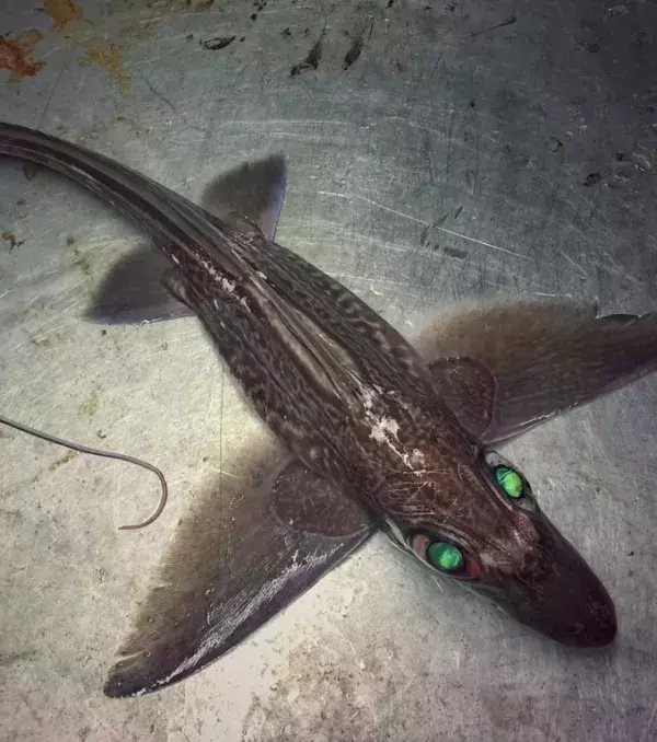 Diesen besonderen Fisch erkennt man an seinen Augen. Es ist eine Chimäre.