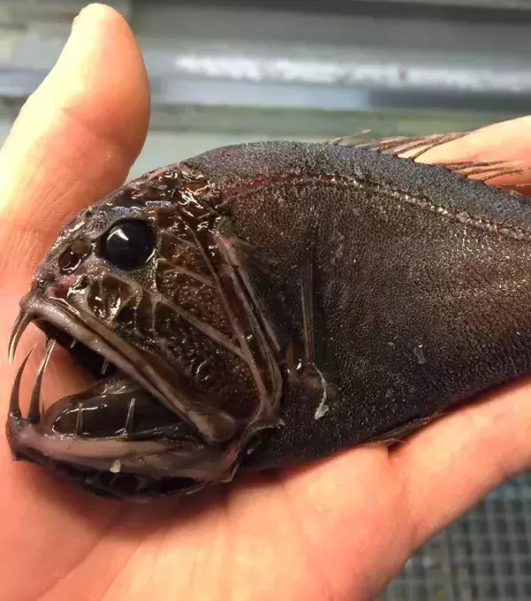 Dieser Fisch sieht wie ein Raubtier aus