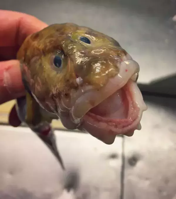 Ein anderer Fisch, den Roman Fedortsov gefunden hat