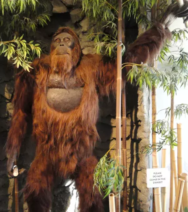 Gigantopithecus: Der größte der Menschheit bekannte Primat. Er soll vor knapp 9 Millionen Jahren noch gelebt haben und war 3 Meter groß.