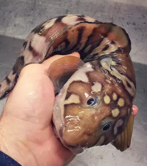 Mit diesen Farben weiß sich der Fisch sicher besonders gut zu verstecken