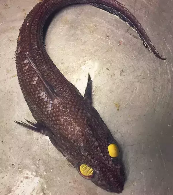 Mit seinen gelben Augen zieht dieser Fisch alle Blicke auf sich