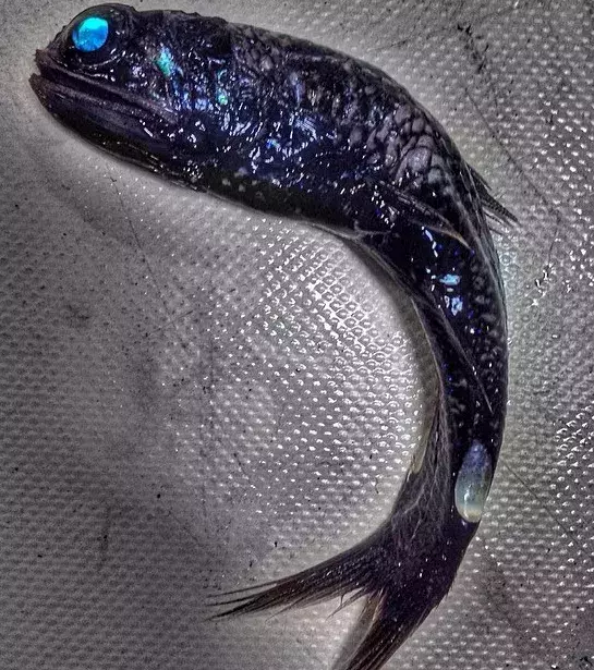 Oft haben die Fische in den Tiefen surreale Züge