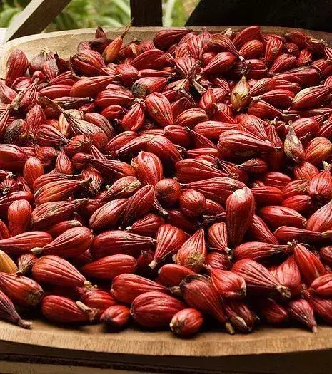 Paradieskörner stammen von einer Pflanze namens Aframomum melegueta. Diese kleinen Körner sind als Gewürz sehr begehrt